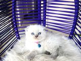 Scottish Fold Bluepoint Yavru