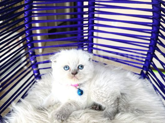 Scottish Fold Bluepoint Yavru