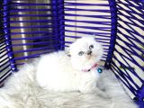 Scottish Fold Bluepoint Yavru