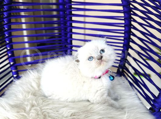 Scottish Fold Bluepoint Yavru görsel