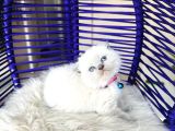 Scottish Fold Bluepoint Yavru