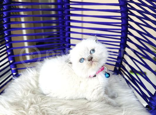 Scottish Fold Bluepoint Yavru görsel
