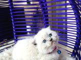 Scottish Fold Bluepoint Yavru