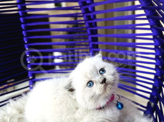 Scottish Fold Bluepoint Yavru görsel