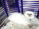 Scottish Fold Bluepoint Yavru