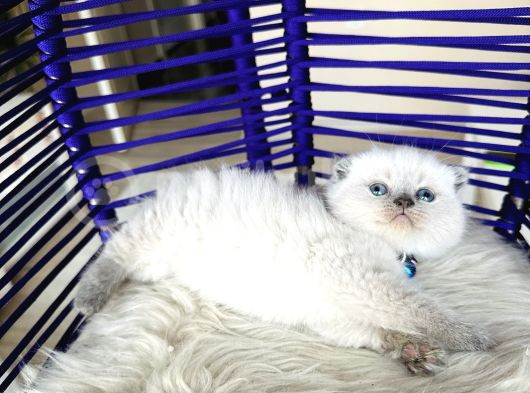 Scottish Fold Bluepoint Yavru görsel