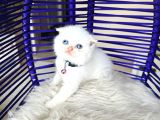 Scottish Fold Redpoint