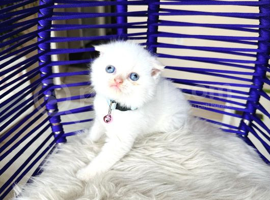 Scottish Fold Redpoint görsel