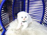 Scottish Fold Redpoint