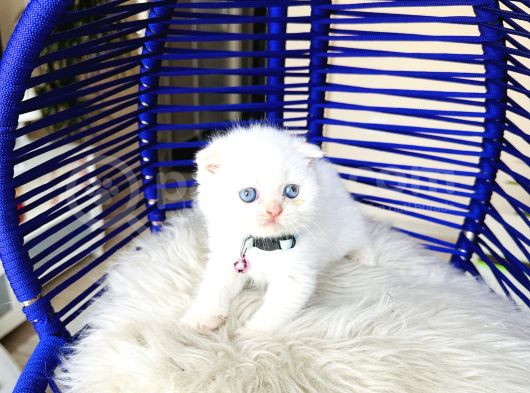 Scottish Fold Redpoint görsel