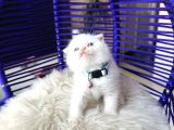 Scottish Fold Redpoint