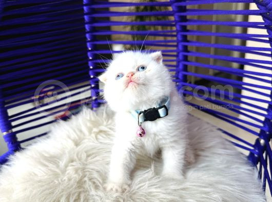 Scottish Fold Redpoint görsel