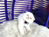 Scottish Fold Redpoint