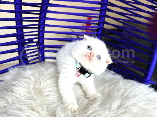 Scottish Fold Redpoint görsel