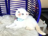 Scottish Fold Redpoint