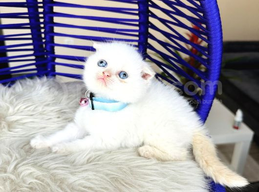 Scottish Fold Redpoint görsel