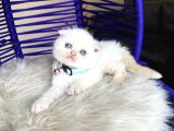 Scottish Fold Redpoint