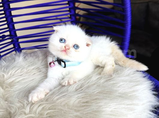 Scottish Fold Redpoint