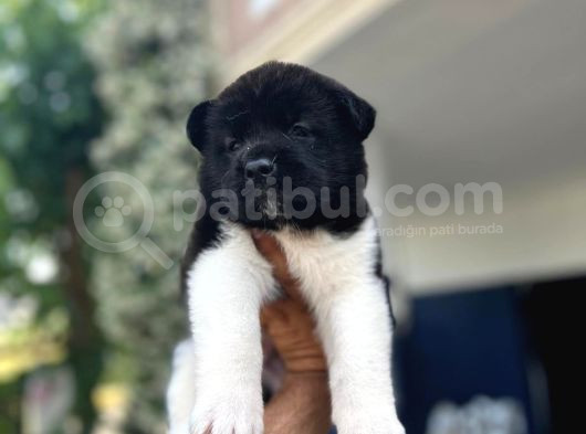 Ameri̇kan Aki̇ta Bebekler görsel