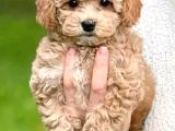 Sevimli Tüy Dökmeyen 0 Boy Mini Puppy Yavrular Malti̇po Saf K