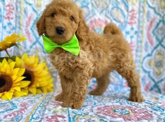 Mini Boy Puppy Sevimli Evcil Yavrular Tooy Poodle Kipkirmizi