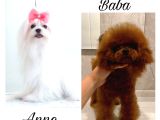 Maltipoo bebekler
