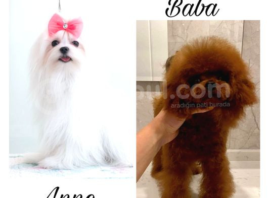 Maltipoo bebekler