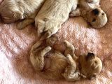 Maltipoo Bebekler