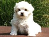 Mini puppy boy kar beyaz MALTESSE TERRİER SEVİMLİ YAVRULAR 