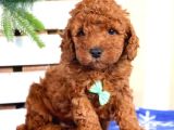 Mini boy puppy kıpkırmızı ev üretimi yavrularımız TOOY POODL