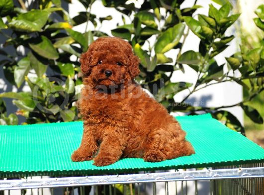 Toy Poodle Yavrular görsel