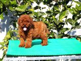 Toy Poodle Yavrular