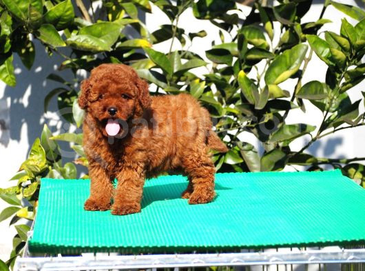 Toy Poodle Yavrular görsel