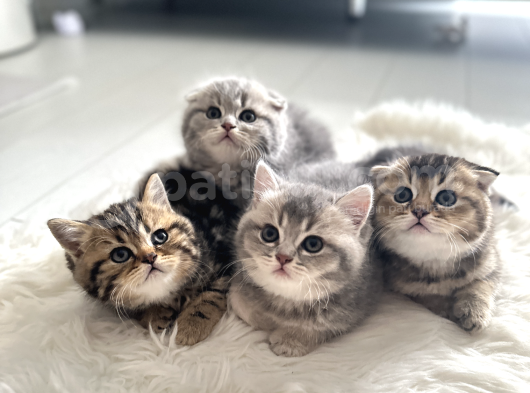 Silver-Golden Black Yavrular Ankara 