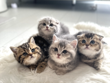 Safkan Scottish Fold-Straight Kardeşler İçin Yeni Yuva