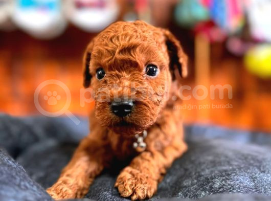 En Akıllı Apartman Köpeği A Secereli Toy Poodle görsel