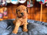 En Akıllı Apartman Köpeği A Secereli Toy Poodle