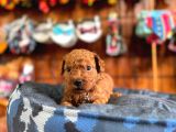 En Akıllı Apartman Köpeği A Secereli Toy Poodle