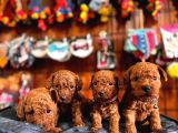 En Akıllı Apartman Köpeği A Secereli Toy Poodle