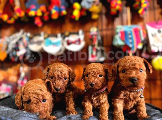 En Akıllı Apartman Köpeği A Secereli Toy Poodle görsel