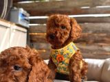 En Akıllı Apartman Köpeği A Secereli Toy Poodle