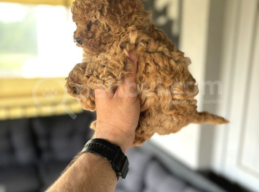 Poodle Bebeklerimiz görsel