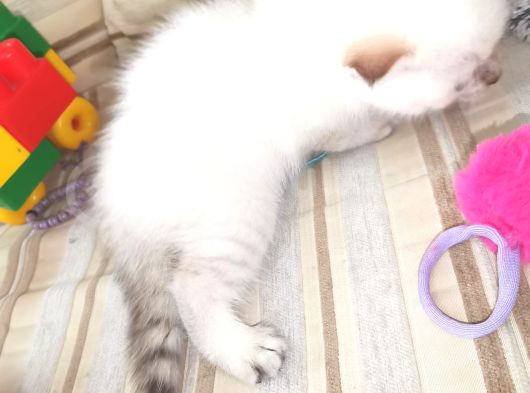 Oyuncu Kız görsel