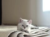 Çok Tatlı Erkek British Shorthair Yavrumuz