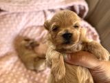Maltipoo Bebekler