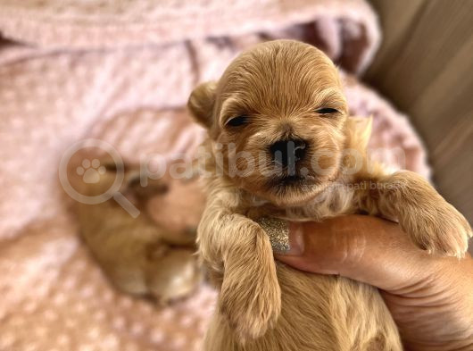 Maltipoo Bebekler görsel