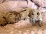 Maltipoo Bebekler