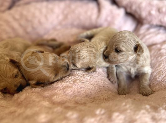 Maltipoo Bebekler görsel