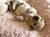 Maltipoo Bebekler