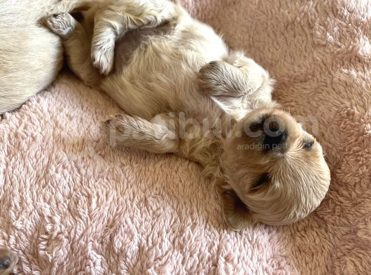 Maltipoo Bebekler görsel